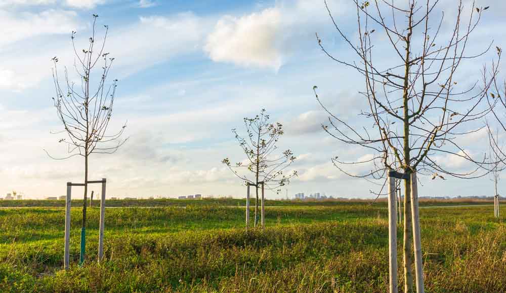 Young trees at Chalksole Farm habitat bank in Kent