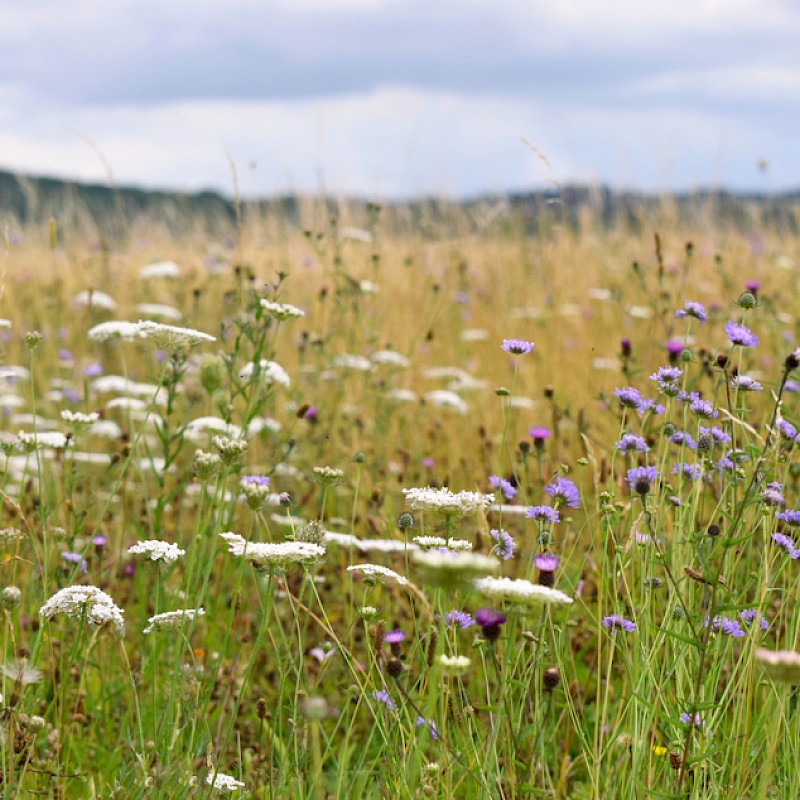 Wildflower meadow